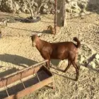 تيس مندي ماشاء الله