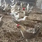 للبيع