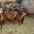 معزا جنوبيه مراح واحد