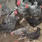 دجاج تركي بعمر 4 اشهر الا 5