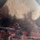 خروف عمره3شهور ظهره دون الفل وإلا فل