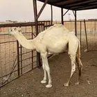 قعود مفرود البيع