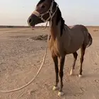 مهره شعبية كفو جدا