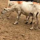 ضان للبيع