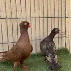 حمام دنش جوز منتج ماشاءالله نوادر