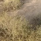سلام عليكم ورحمة الله وبركاته