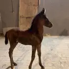فرس واهو و مهر ابن حاتم عذبه للبيع