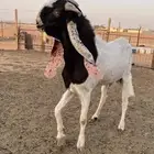 فحل تيس هولندي