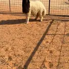 طليان نعيم كفو