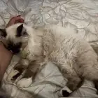 قطه سيامي للبيع