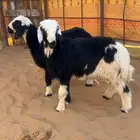 خروف ورخل نجد