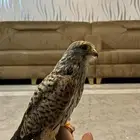 باشق او شبوط