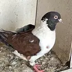 ذكور حمام   ديك للبيع او بدل