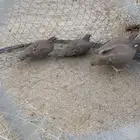 حجل