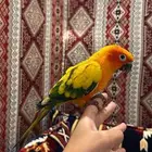 صن كنيور