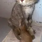 للتبني قطه شيرازبه