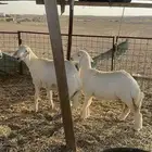 طليان حري