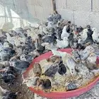 صيصان عمر شهرين توصيل مجاني