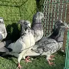 حمام باكستاني تم البيع