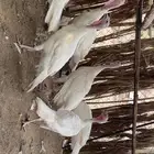 تم البيع العدد تسعه الحمدالله انتظرو الجديد