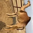 بكره حمرا مزايين