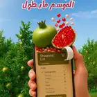 رمان الباحه (بيده) الفاخر