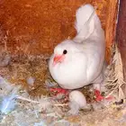 فروخ حمام