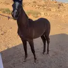 مهر العمر سنه با اوراقه