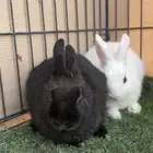 ارانب قزميات انذر لاند