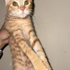 قطه انثى للتبني