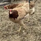 دجاج بلدي اصيل
