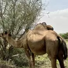 للبيعع