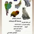 فندقه طيور بجميع أنواعها