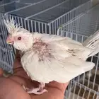 فرخ كروان البينو تم البيع