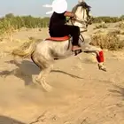 حصان شعبي جمره