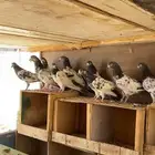 حمام باكستاني تيدي