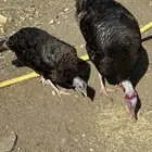 دجاج رومي للبيع