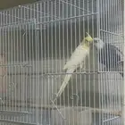 ببغاء زوج كوكتيل   الوان جميله
