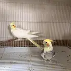 جوز كروان للبيع