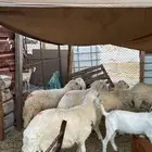 خرفان حريات