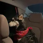 كلبه أنثى هاسكي