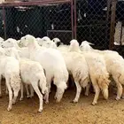 رخال مقاني مراح واحد وتأسيس مراح ومشروطه من جميع العيوب