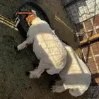 جذعات نعيم