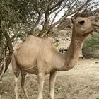 ناقه ام ثالث