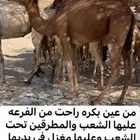 بكره