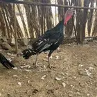 تم البيع الحمدلله الله يبارك له يارب