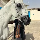 للبيع حصان مصري واهو.