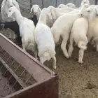 طليان
