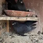 حمام كرنقو