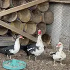 للبيع بط مصري